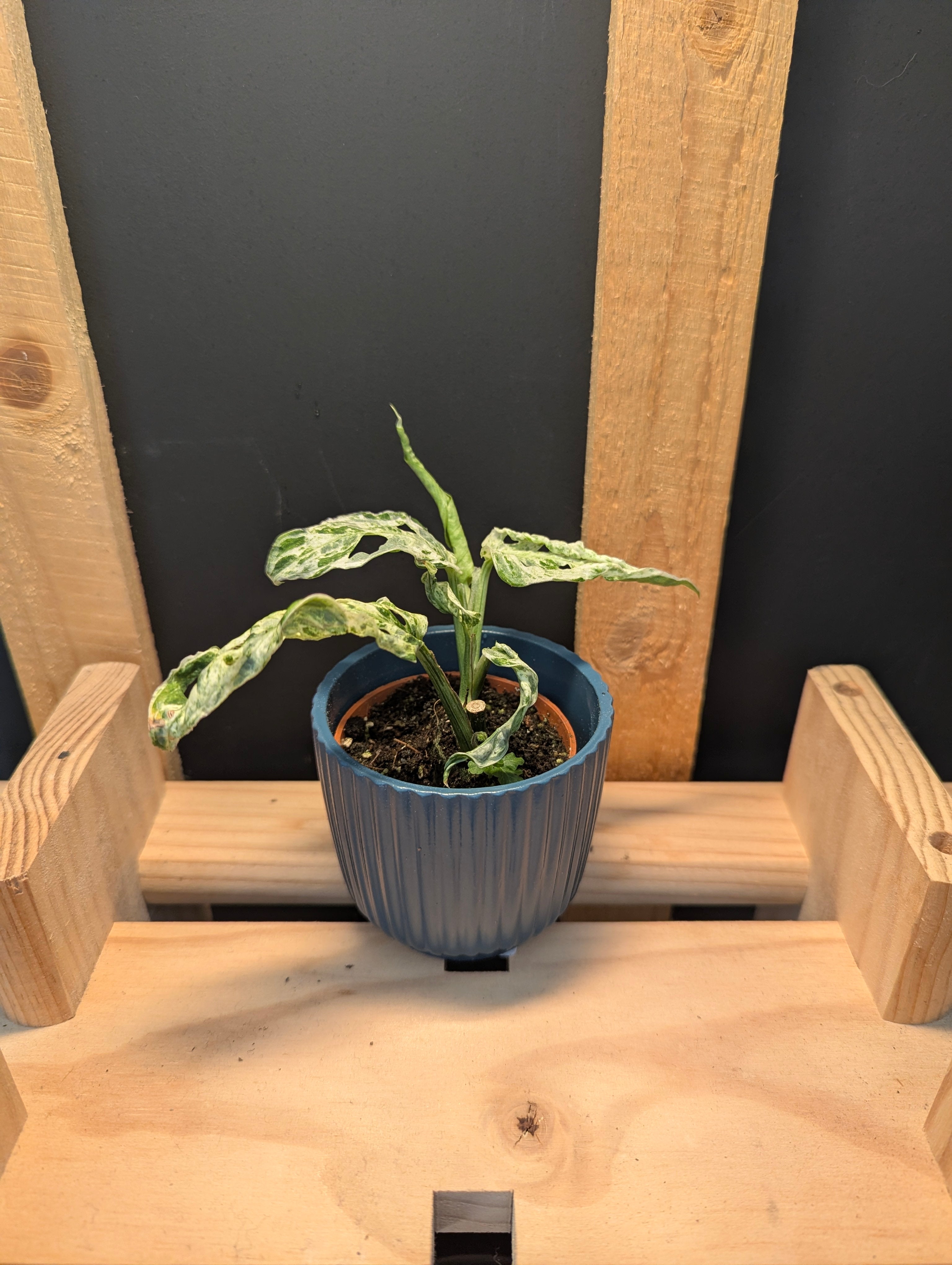 Monstera Adansonii Frozen Freckles Baby