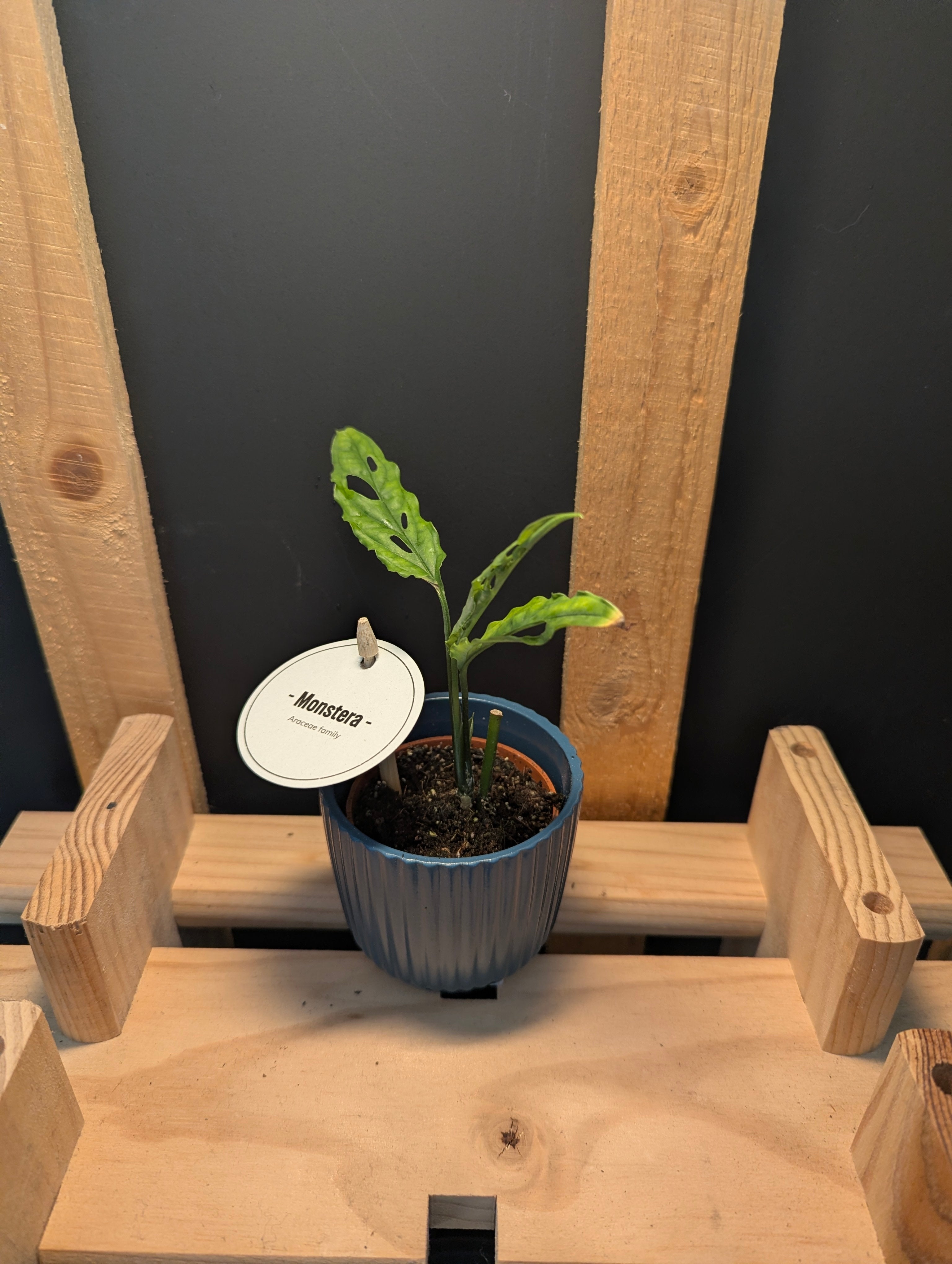 Monstera Obliqua Peru Baby