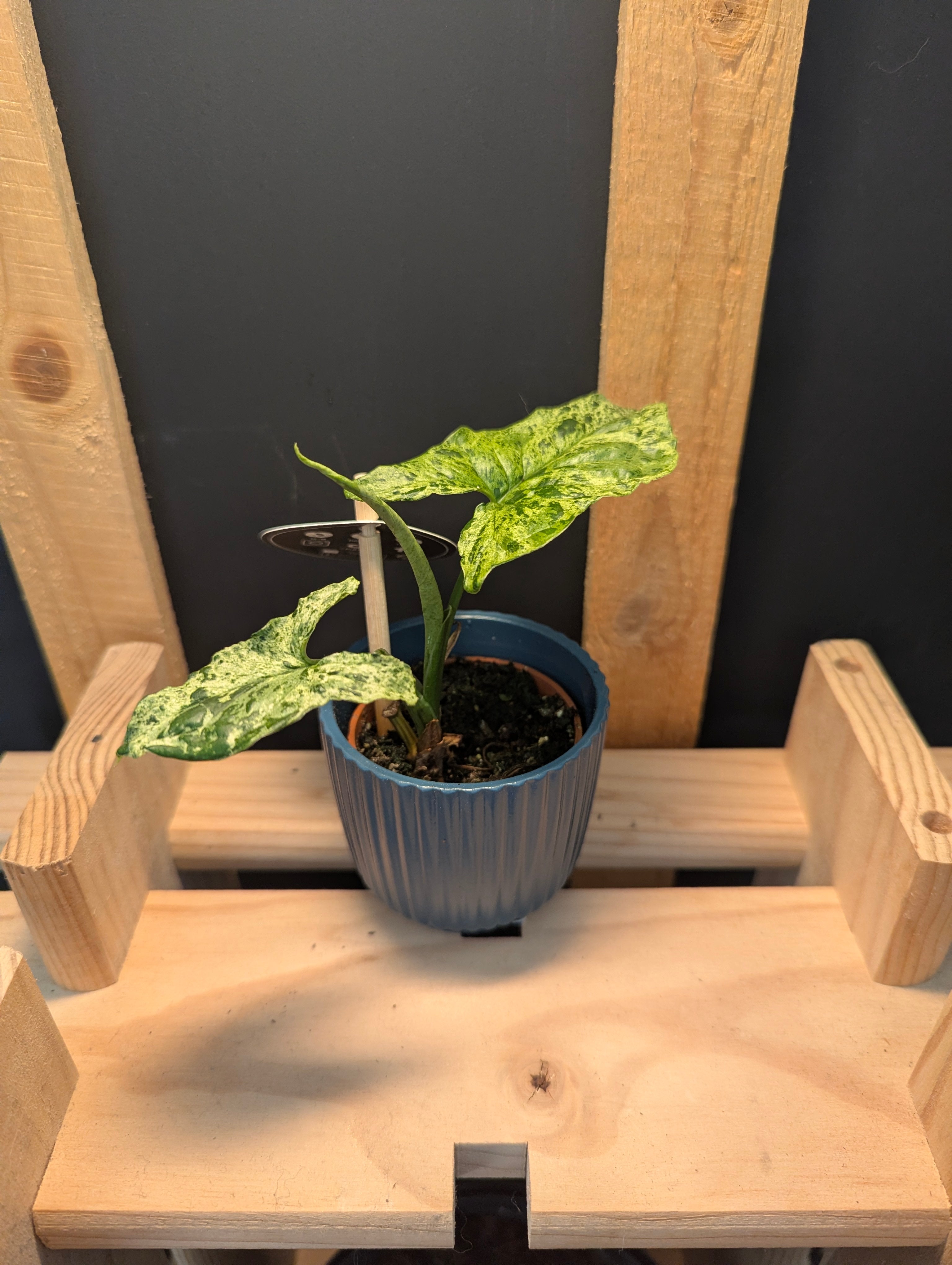 Syngonium Mojito Baby