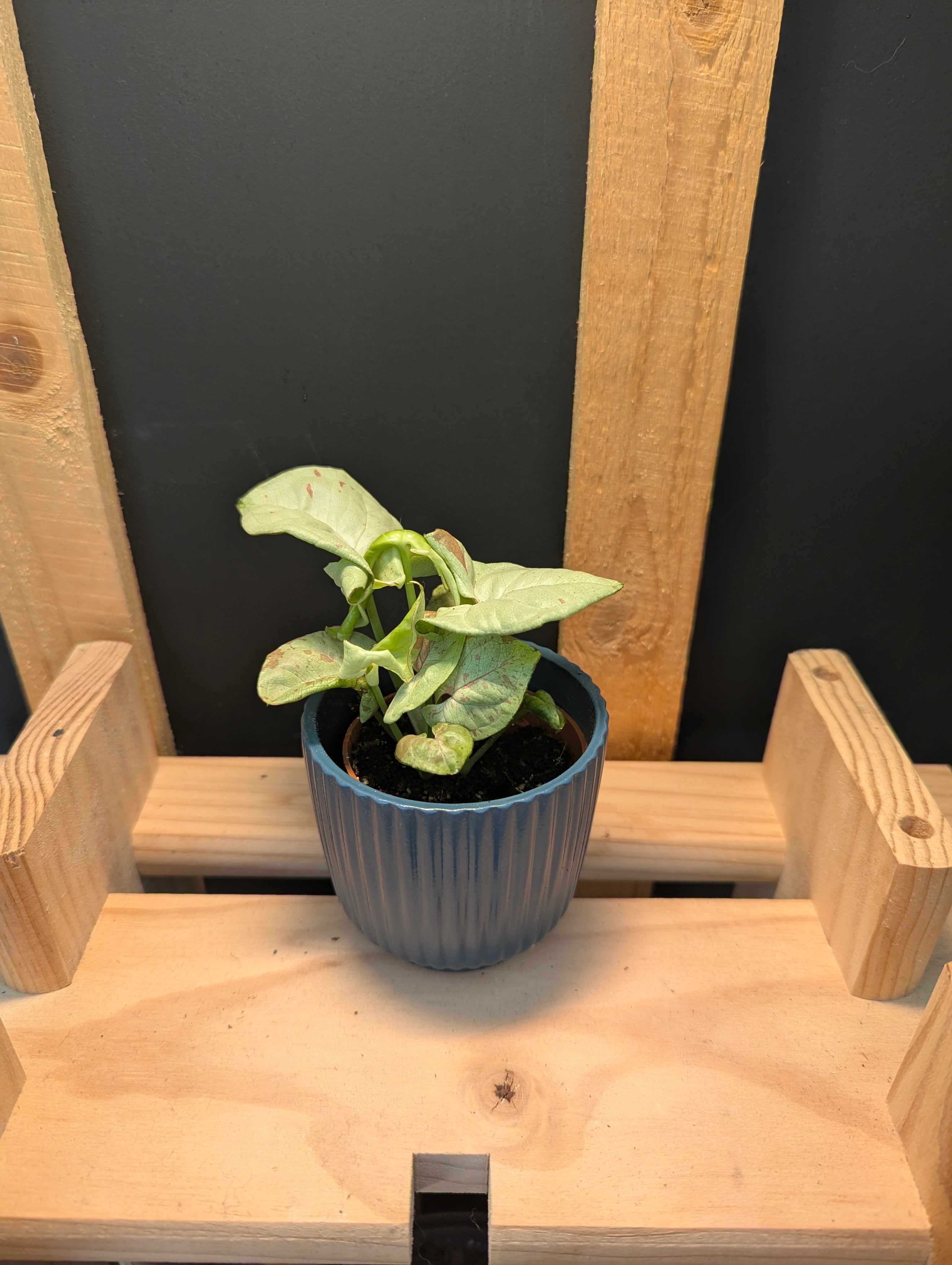 Syngonium Milk Confetti Baby