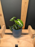 Syngonium Wendlandii Baby