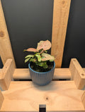 Syngonium Red Heart Baby