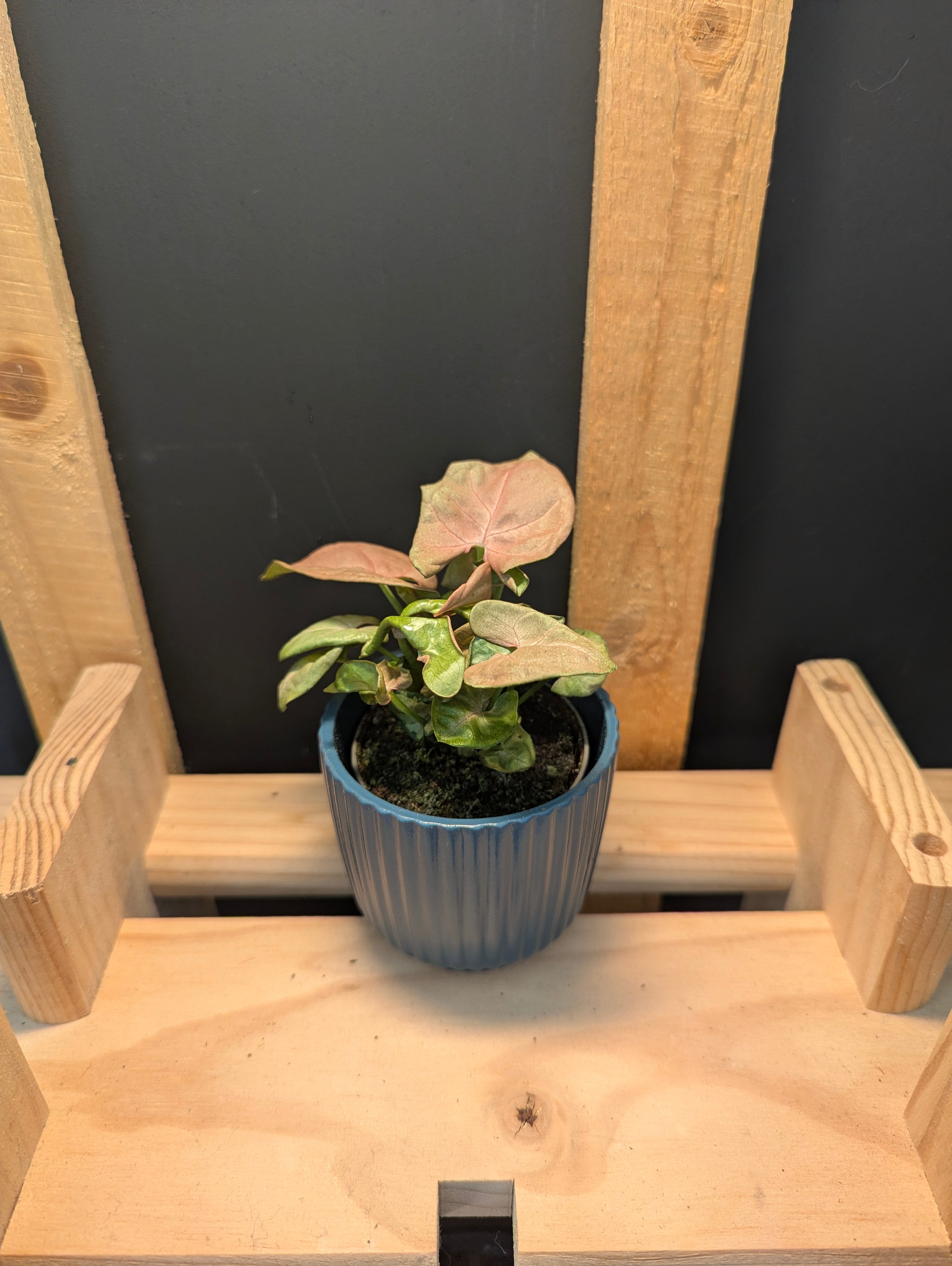 Syngonium Red Heart Baby