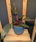 Philodendron Pink Princess