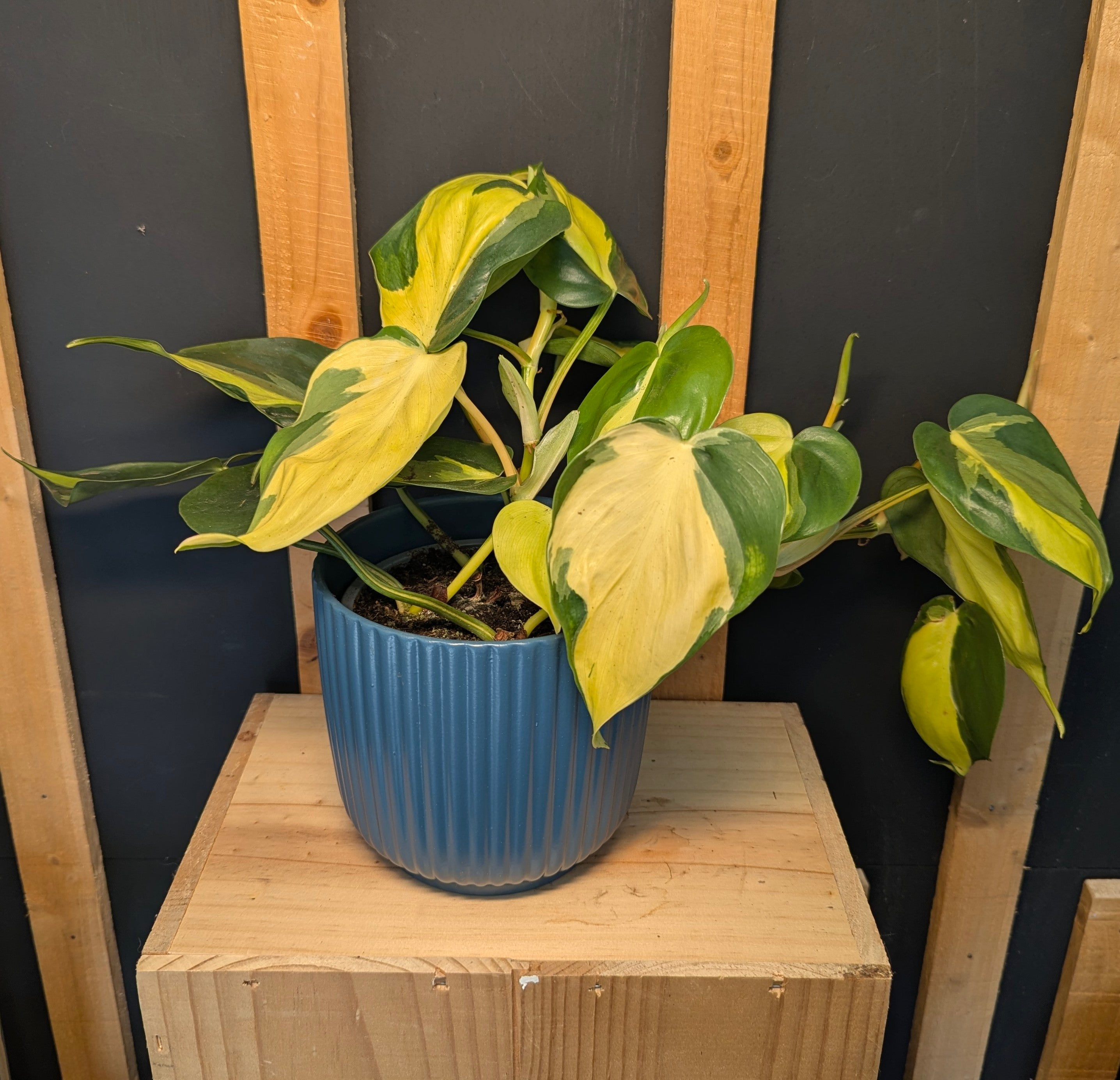 Philodendron Scandens Brasil