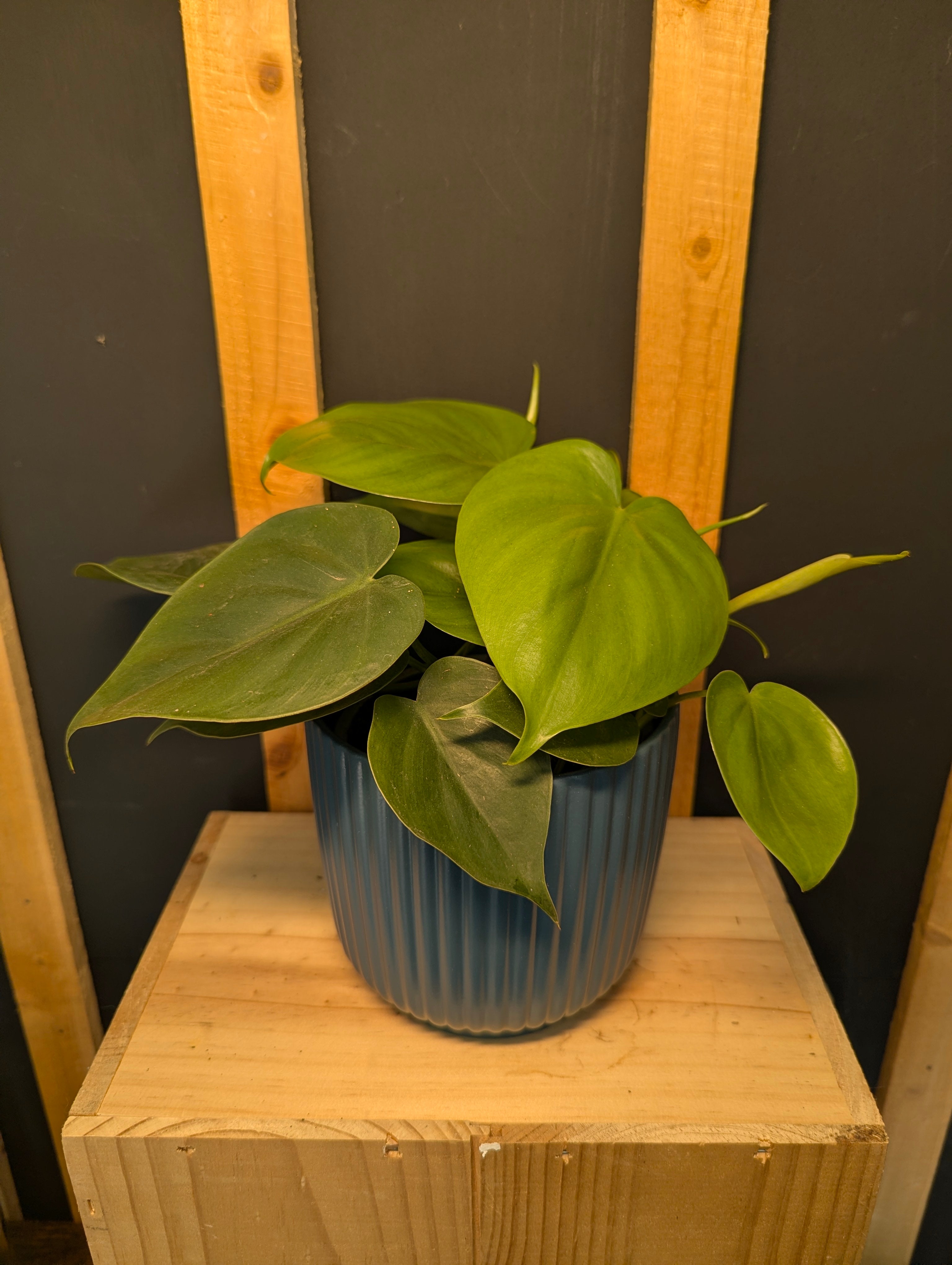 Philodendron Scandens