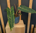 Philodendron Billietiae