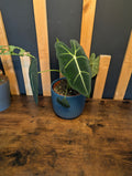 Alocasia Frydek