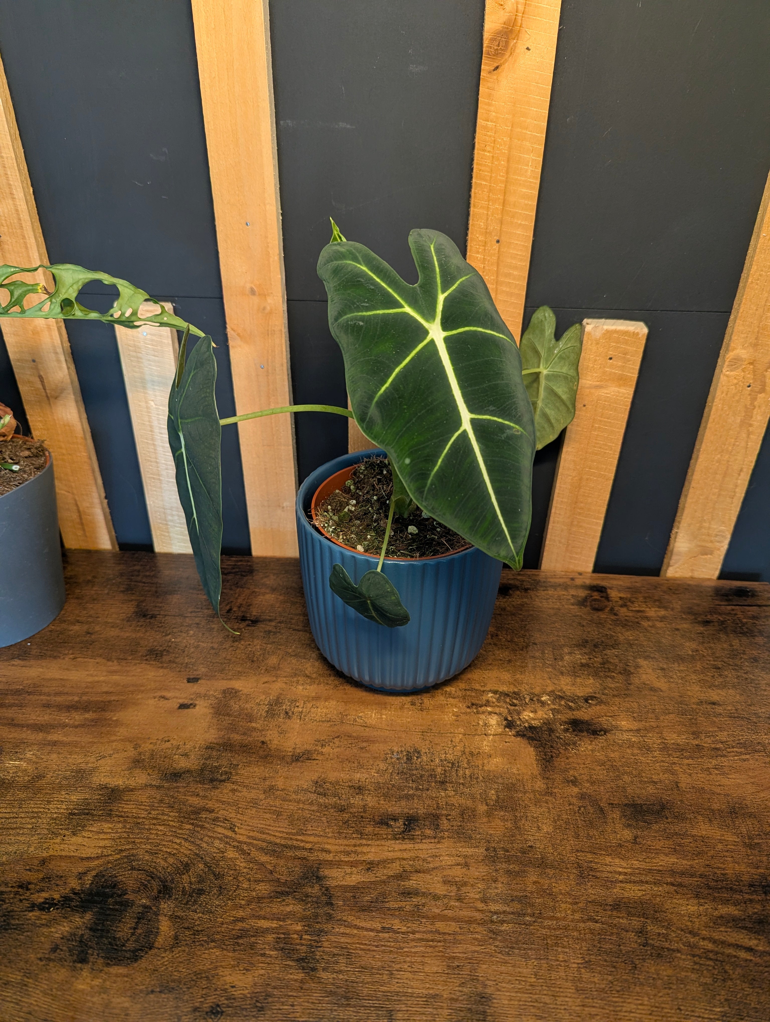 Alocasia Frydek