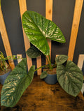 Alocasia Lukiwan