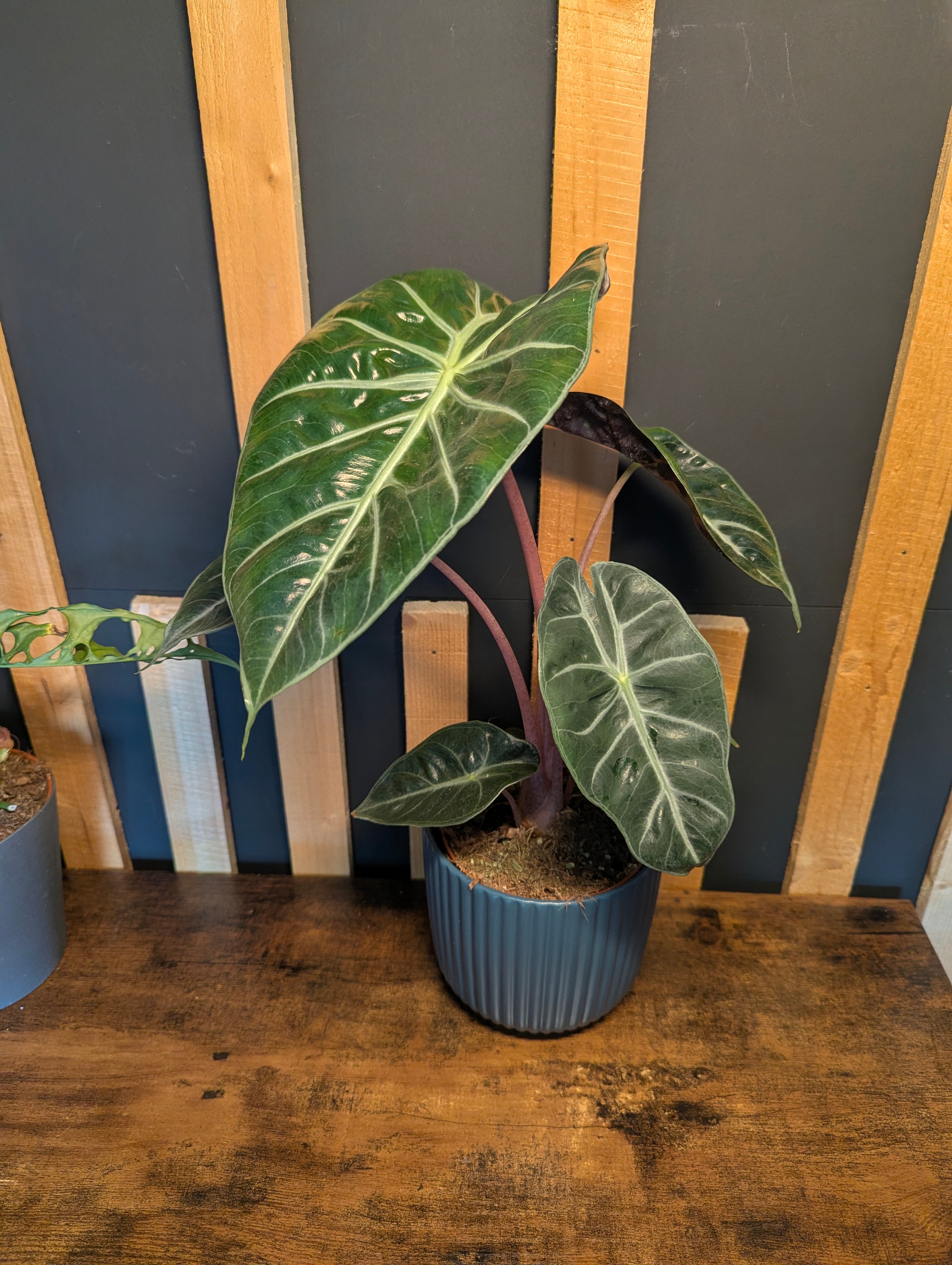 Alocasia Pink dragon
