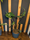 Alocasia Stingray