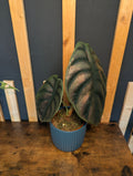 Alocasia Cuprea Red Secret
