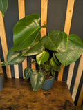 Monstera Deliciosa