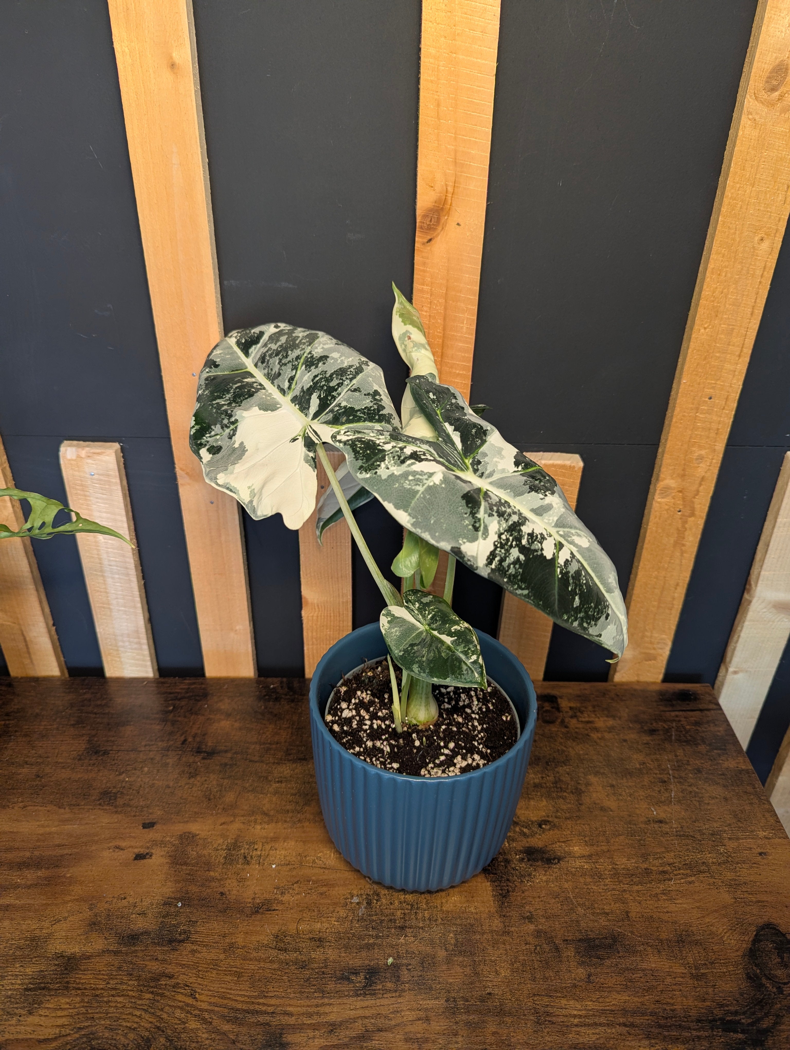 Alocasia Frydek Variegata