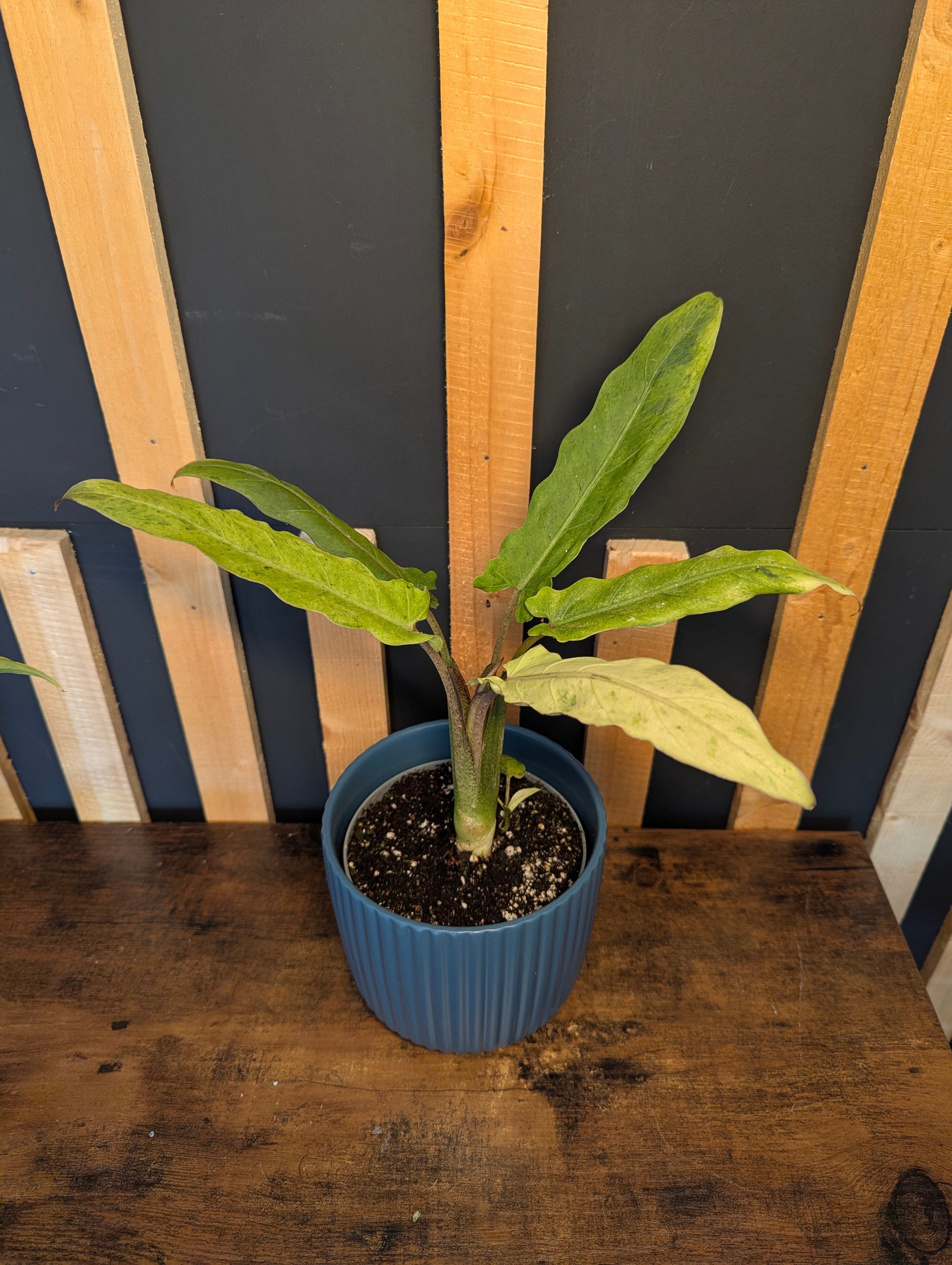 Alocasia Lauterbachiana Variegata