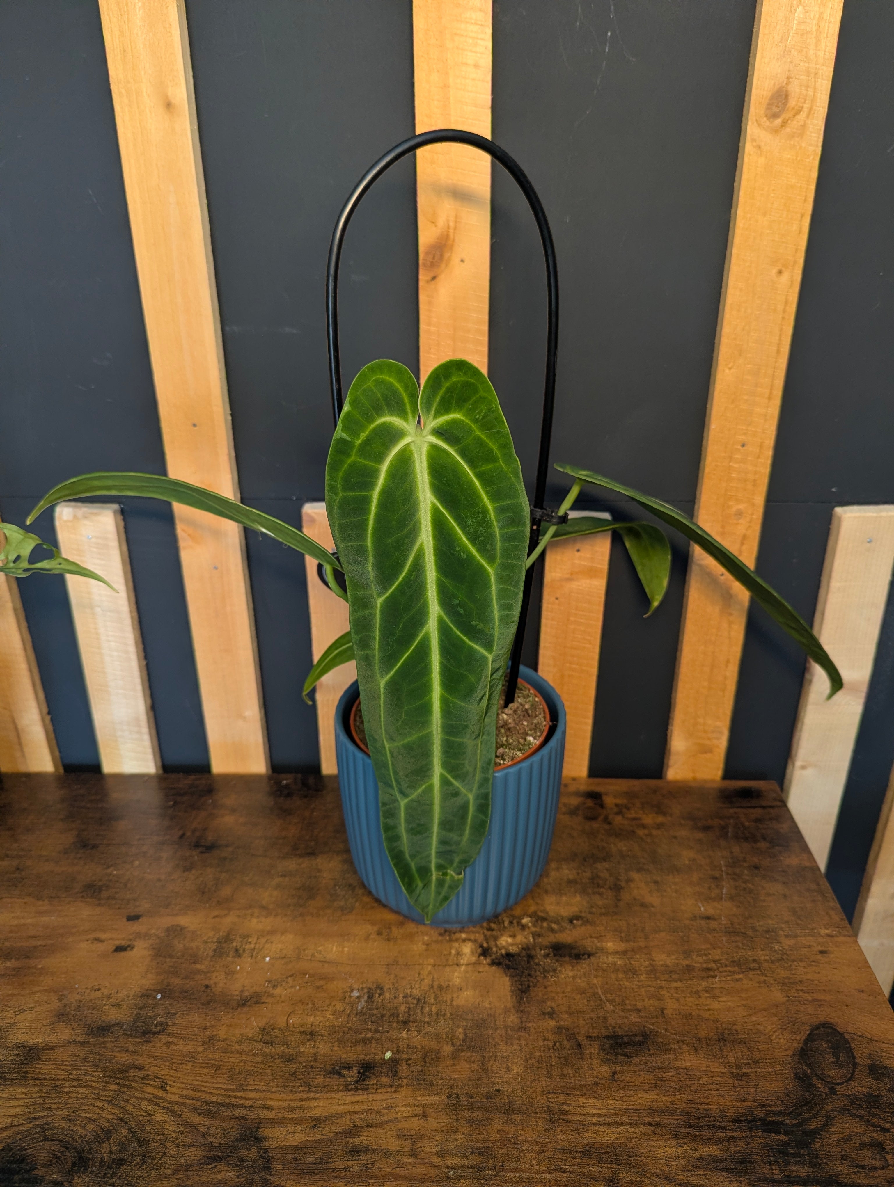 Anthurium Warocqueanum