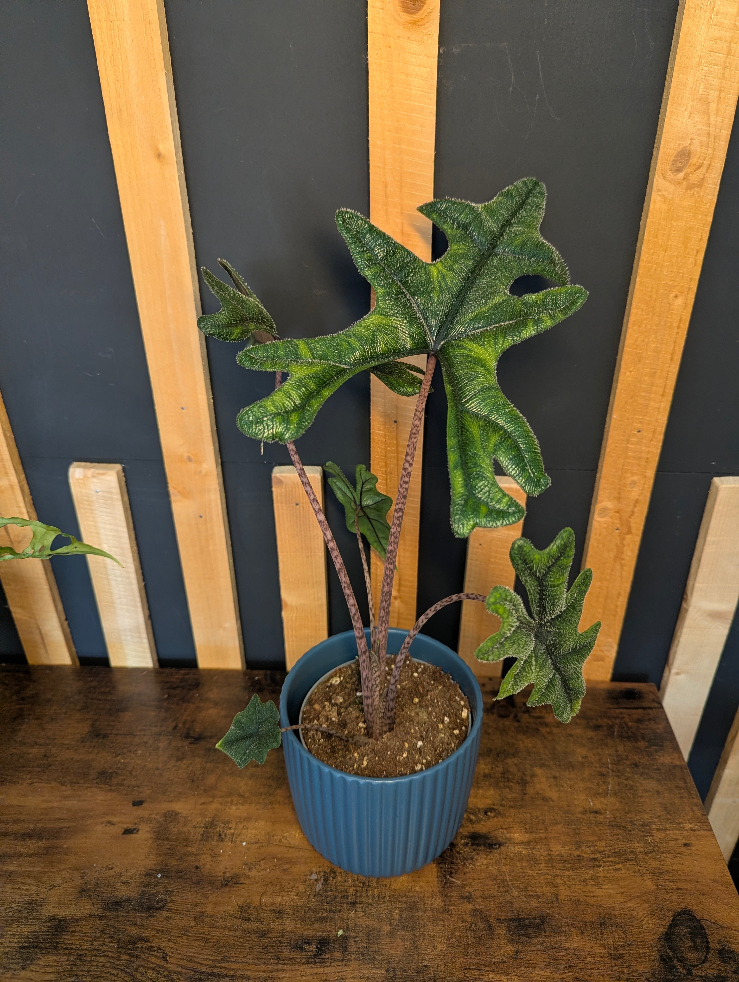 Alocasia Jacklyn