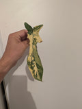 Bouture Philodendron Florida Beauty