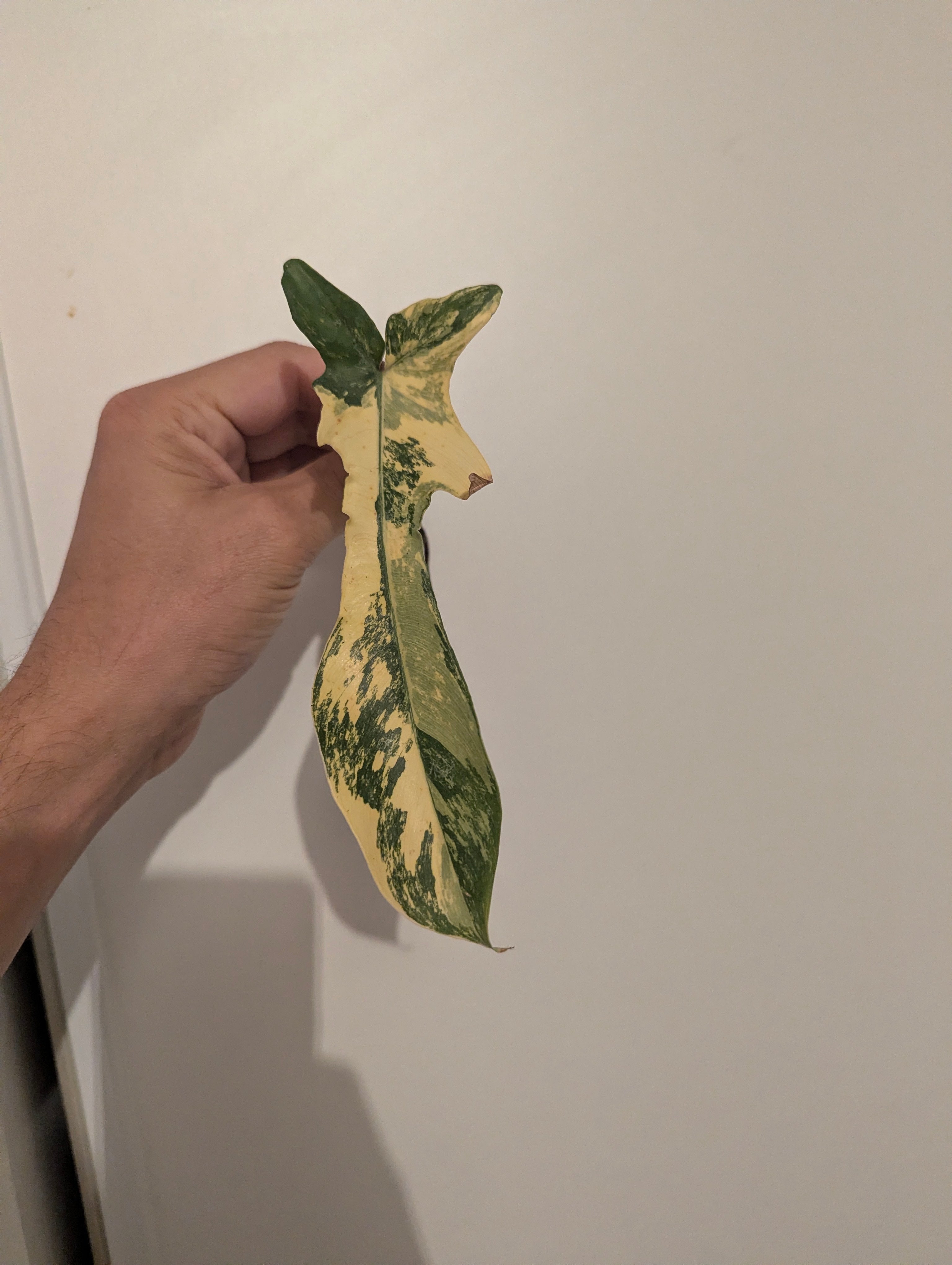 Bouture Philodendron Florida Beauty